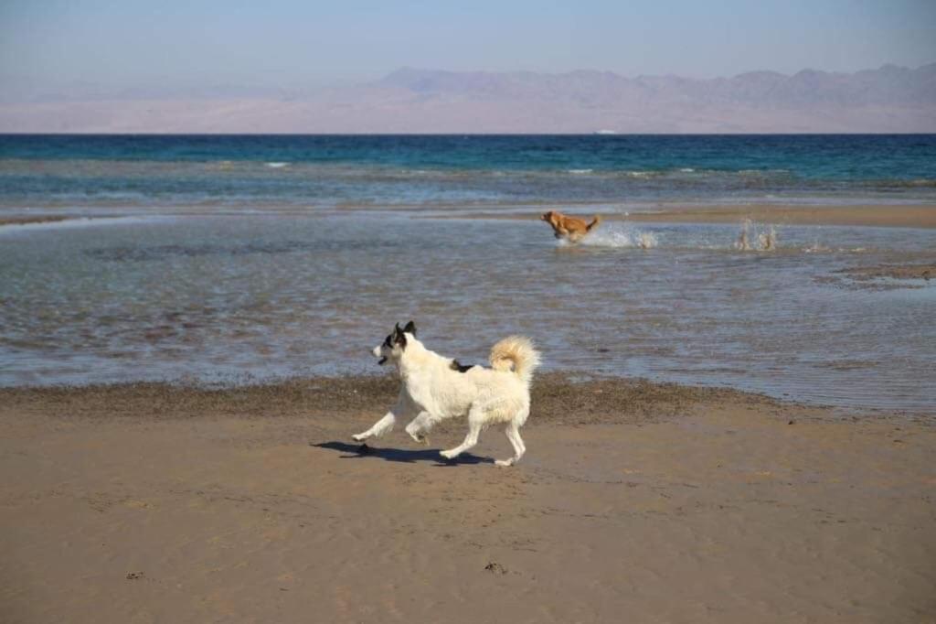 Hostel Sebaii Camp السباعى كامب شاطئ الترابين بجوار ويت بالس Nuweiba` Zewnętrze zdjęcie