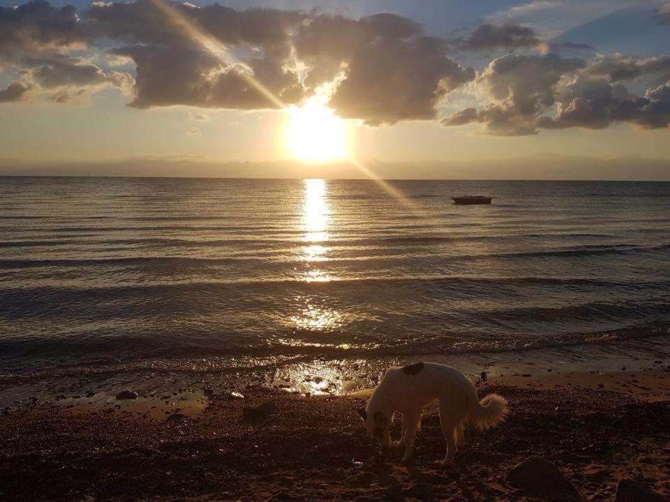Hostel Sebaii Camp السباعى كامب شاطئ الترابين بجوار ويت بالس Nuweiba` Zewnętrze zdjęcie